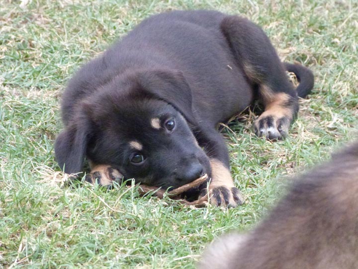 chinook dog